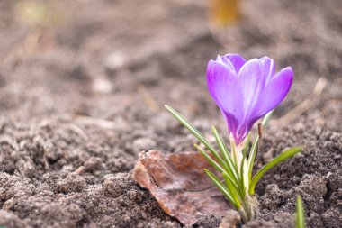 Bahçe Baharı 2021 'de Saffron Crocuses' a yakın çekim