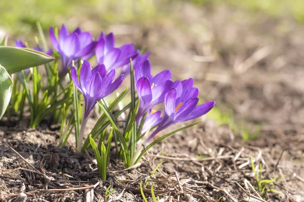 Close-Up Saffron Crocuses in garden Spring 2021