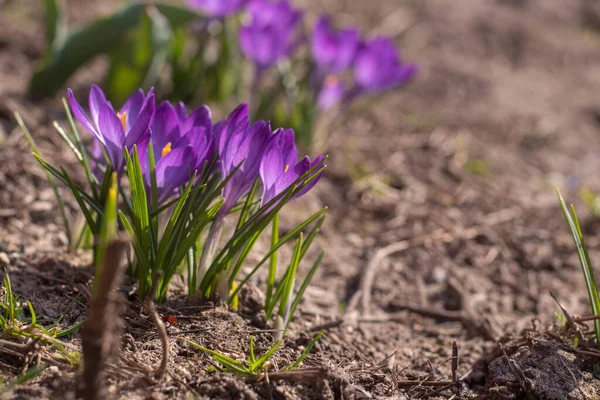 Close-Up Saffron Crocuses in the garden Spring 2021