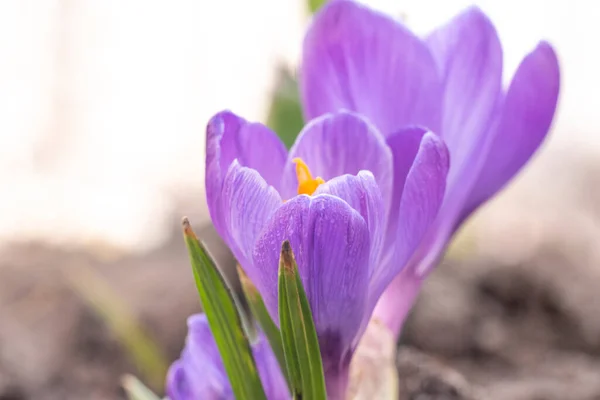 Close-Up Saffron Crocuses in garden Spring 2021