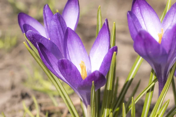 Close-Up Saffron Crocuses in garden Spring 2021