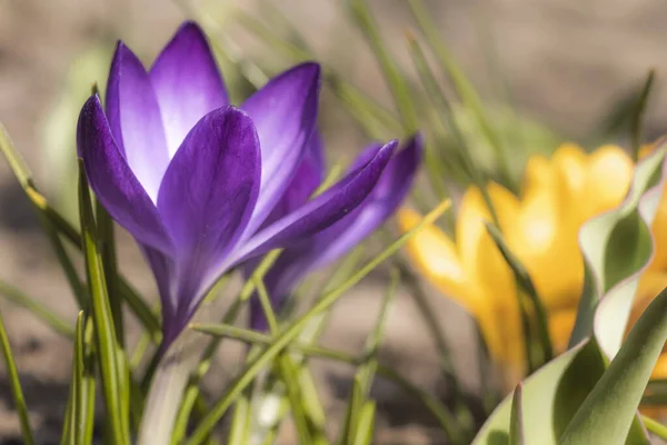 Close-Up Saffron Crocuses in garden Spring 2021