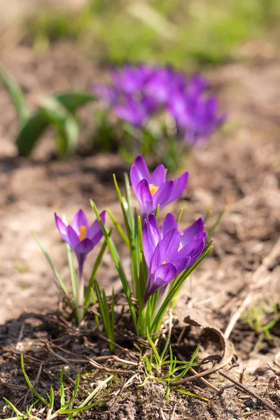 Close-Up Saffron Crocuses in garden Spring 2021