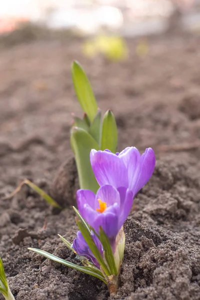 Close-Up Saffron Crocuses in garden Spring 2021