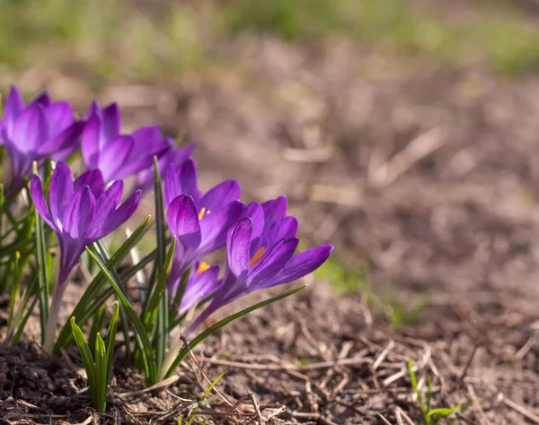 Close-Up Saffron Crocuses in the garden Spring 2021