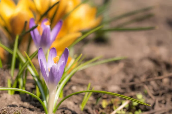 Close-Up Saffron Crocuses in the garden Spring 2021