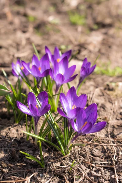 Close-Up Saffron Crocuses in garden Spring 2021