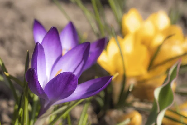 Gros Plan Crocus Safran Dans Jardin Printemps 2021 — Photo