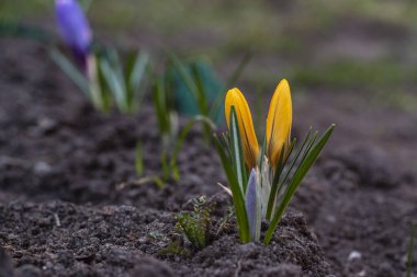 Baharın baharı 2021 'de güzel Saffron Crocuses' un yakın çekimi