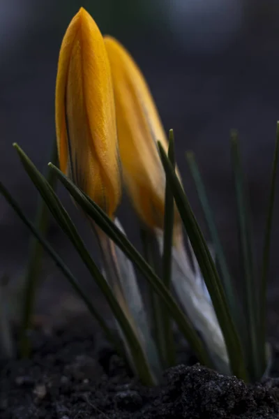 Close-Up of beautiful Saffron Crocuses in garden Spring April 2021