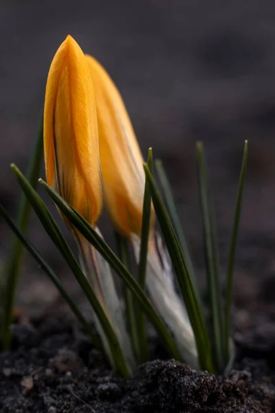 Close-Up of beautiful Saffron Crocuses in garden Spring April 2021