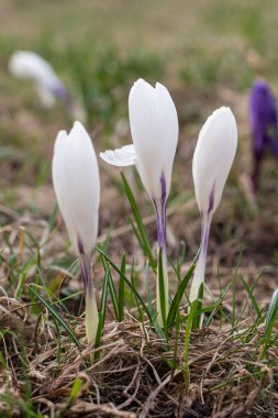 Bahçe Baharı 2021 'de Saffron Crocuses' a yakın çekim