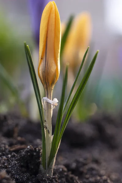 Close-Up Saffron Crocuses in garden Spring April 2021