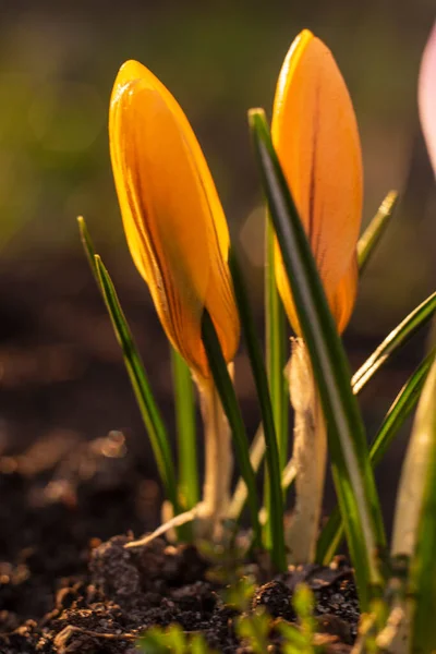 Närbild Saffran Krokusar Trädgården Våren April 2021 — Stockfoto