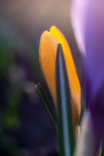 Close-Up Saffron Crocuses in garden Spring April 2021