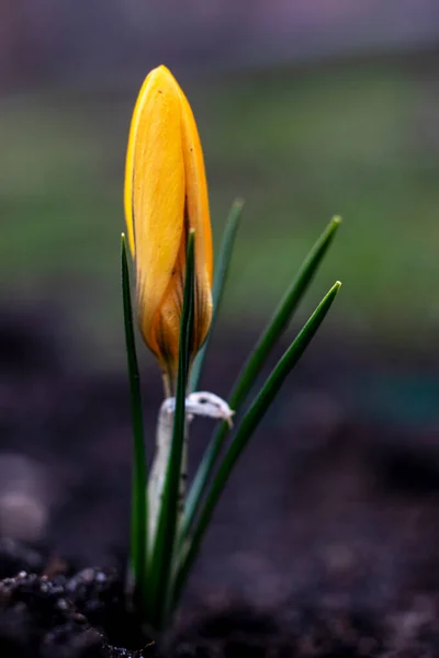 Décryptages Crocus Safran Dans Jardin Printemps Avril 2021 — Photo