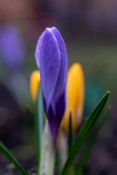 Närbild Saffran Krokusar Trädgården Våren April 2021 — Stockfoto