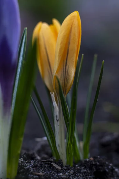 Close-Up Saffron Crocuses in garden Spring April 2021