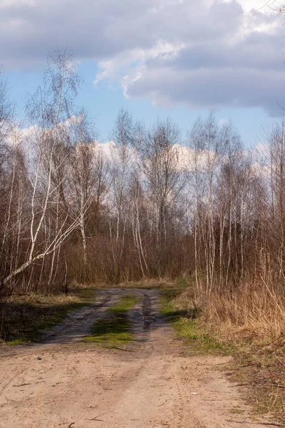 Forest Road Small Birch Forest Kyiv Ukraine April 2021 — Stock Photo, Image