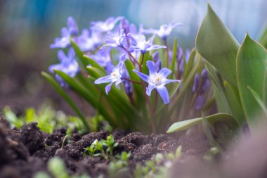 Kar erken bahar çiçeklerinin ihtişamı açık havada, yakın planda büyüyor. 