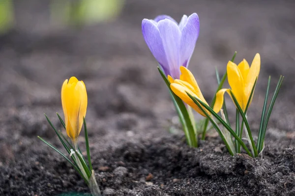 Close-Up Saffron Crocuses in the garden Spring April 2021