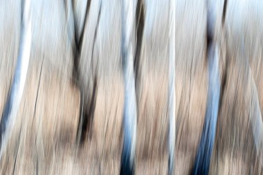 Orman fotoğrafçılığındaki ağaçlarla ilgili yaratıcı bir çalışma.