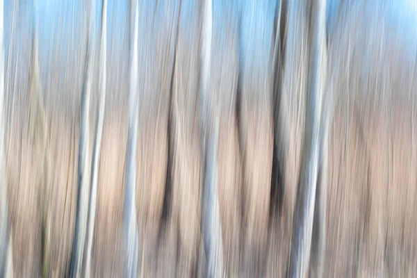 Δημιουργική Panning Μεγάλης Έκθεσης Δέντρα Στη Φωτογραφία Του Δάσους — Φωτογραφία Αρχείου