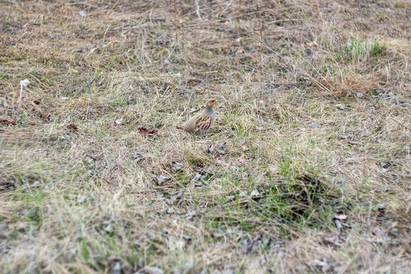 Uccello Selvatico Grigio Pernice Passeggiando Prato — Foto Stock