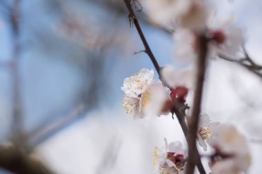 Vahşi Erik 'in ormandaki çiçeği, Kyiv, Ukrayna, bahar konsepti  