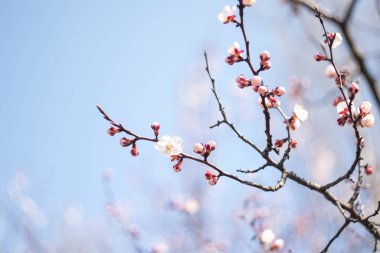 Vahşi Erik 'in ormandaki çiçeği, Kyiv, Ukrayna, bahar konsepti  