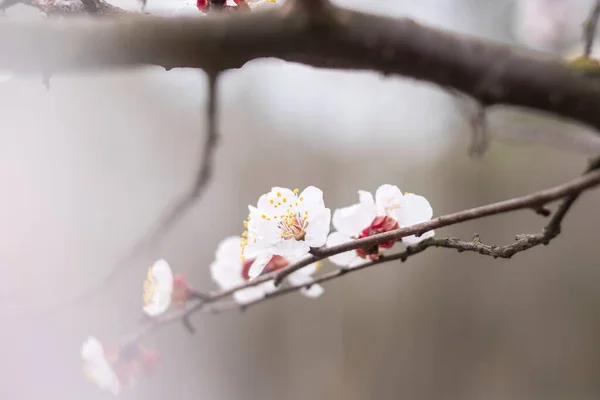 Blossom Wild Plum Forest Kyiv Ukraine Spring Concept — Stock Photo, Image