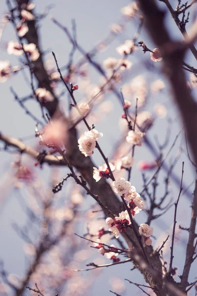 Blossom Wild Plum Forest Kyiv Ukraine Spring Concept — Stock Photo, Image