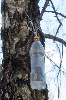 Meyve suyu çekilirken ağaçta tüp olan şişe, yakın görüş.   