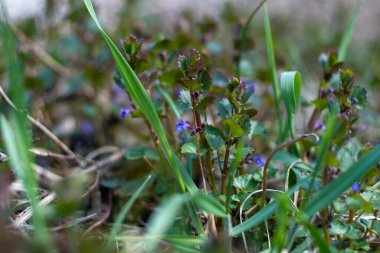 Glechoma hederacea Zemin Sarmaşık çiçeği, yakın plan, bahar konsepti  
