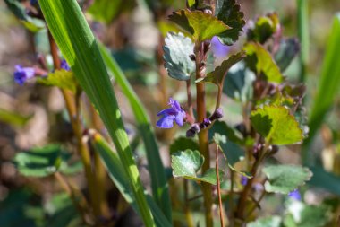 Glechoma hederacea Zemin Sarmaşık çiçeği, yakın plan, bahar konsepti  