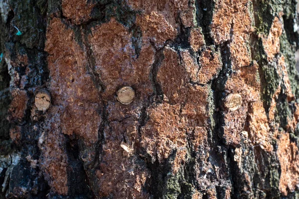 Uitzicht Berkenboom Extractie Van Sap Zonnige Lentedag — Stockfoto