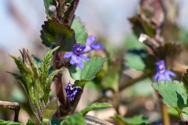 Glechoma Hederacea Ground Ivy Flower Close Spring Concept — Stock Photo, Image