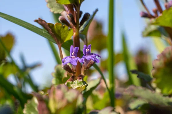 Glechoma Hederacea Ground Ivy Bloem Close Voorjaar Concept — Stockfoto