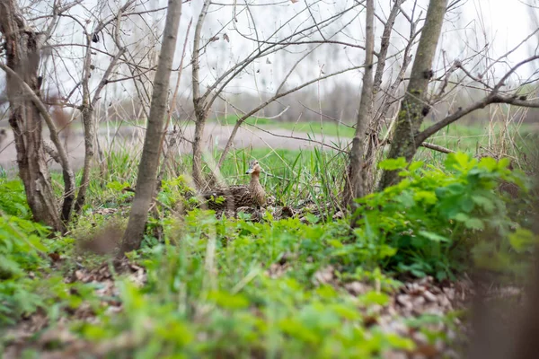 ウクライナ キエフ 4月2021 都市公園内の木の下に座っている野生のアヒル — ストック写真