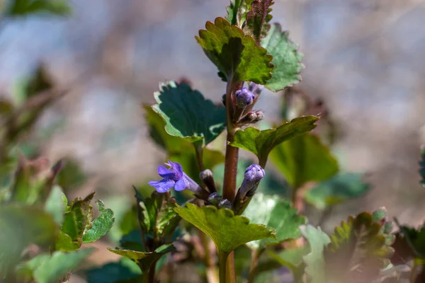 Glechoma Hederacea Ground Ivy Flower Крупный План Весенняя Концепция — стоковое фото