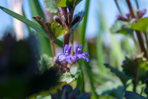 Gechoma Hederacea Ground Ivy Flower Close Spring 컨셉트 — 스톡 사진