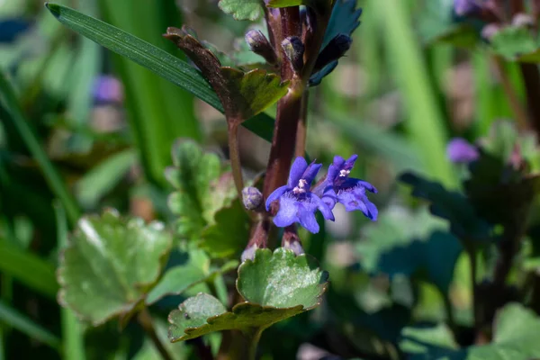 Glechoma Hederacea Ground Ivy Flower Close Spring Concept — 图库照片