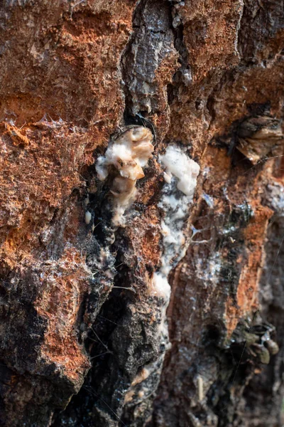 Uitzicht Berkenboom Extractie Van Sap Zonnige Lentedag — Stockfoto