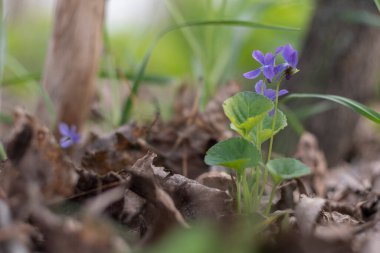 Vahşi Viola çiçekleri ilkbahar güneşli bir günde ormanda yetişir.