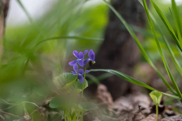 Flores Selvagens Viola Crescendo Floresta Dia Ensolarado Primavera — Fotografia de Stock