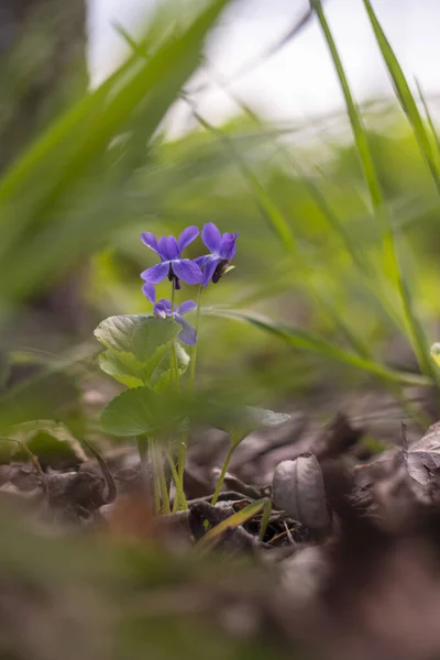 Flores Selvagens Viola Crescendo Floresta Dia Ensolarado Primavera — Fotografia de Stock