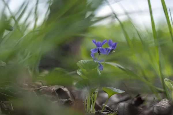 Flores Selvagens Viola Crescendo Floresta Dia Ensolarado Primavera — Fotografia de Stock