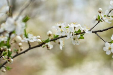 Ağaç dalları, baharda güneşli bir günde ormanda açan yabani erik çiçekleri.