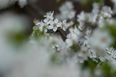 Ağaç dalları, baharda güneşli bir günde ormanda açan yabani erik çiçekleri.