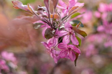 Bahar elması dalları beyaz çiçeklerle, yakın plan. 